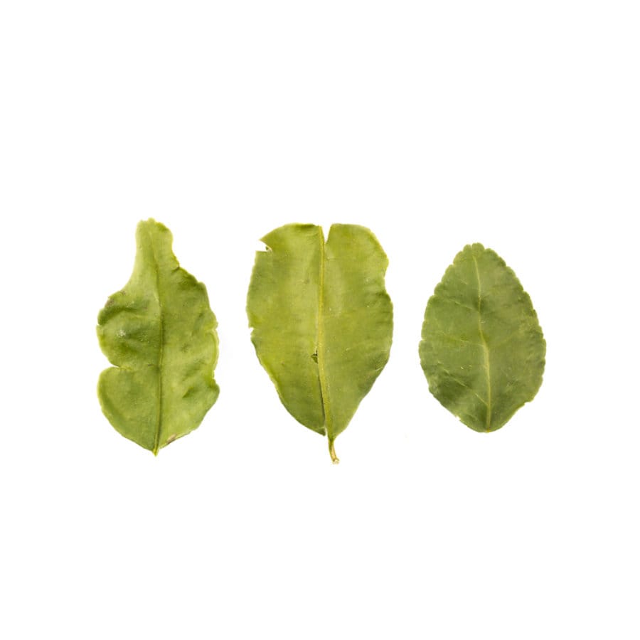 Lime Leaves